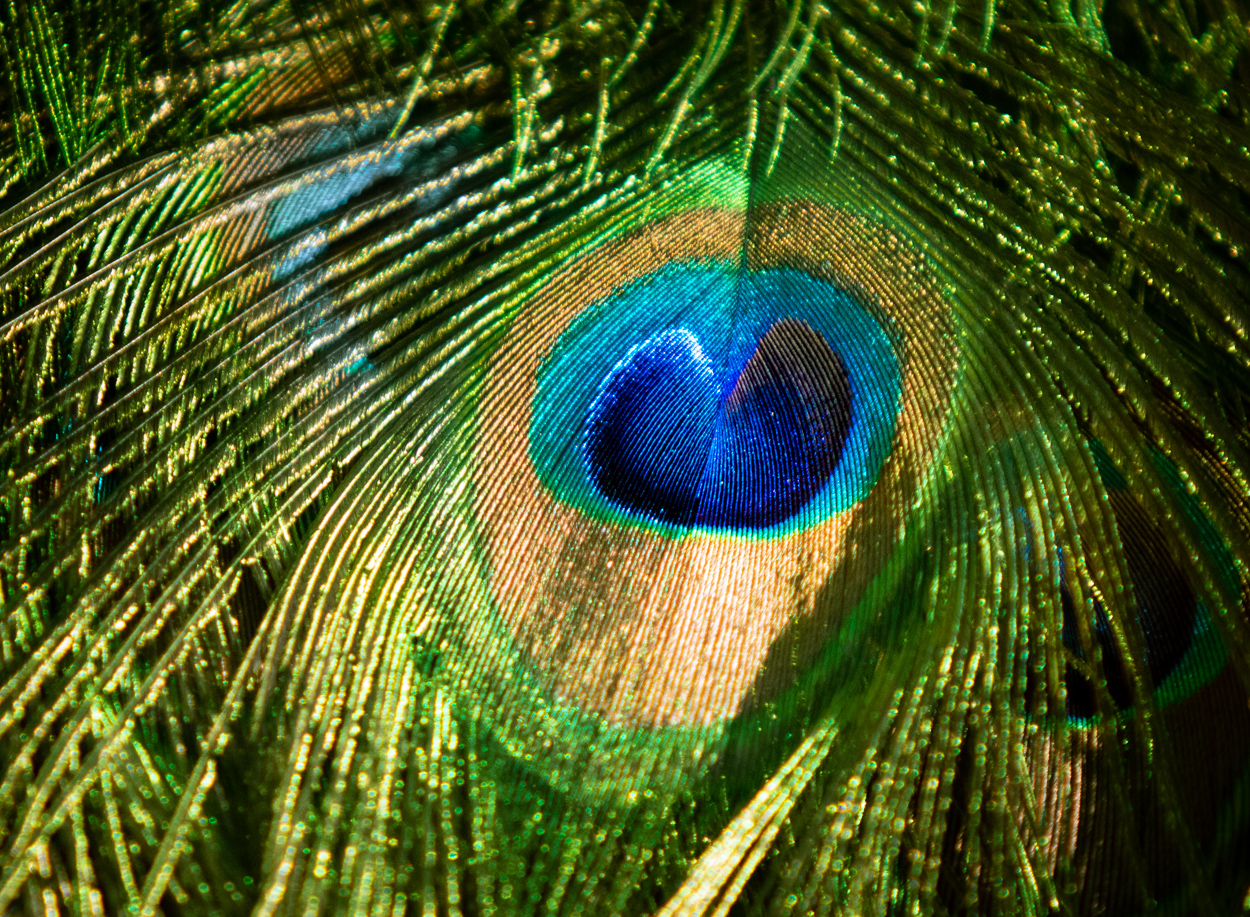 Feather Eye