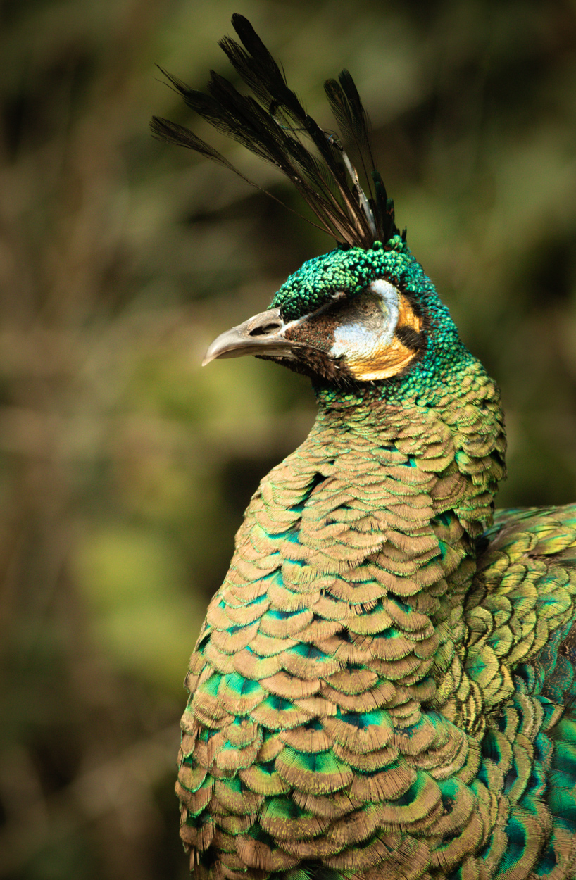 The One-Eyed Peafowl