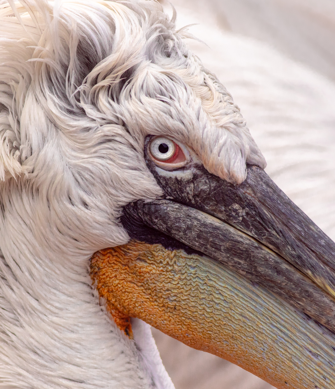 Pelican’s Eye