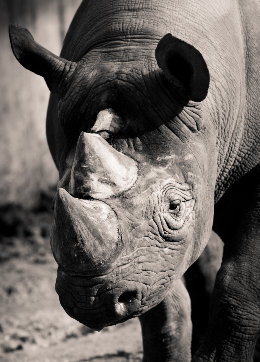 The Grey Rhino