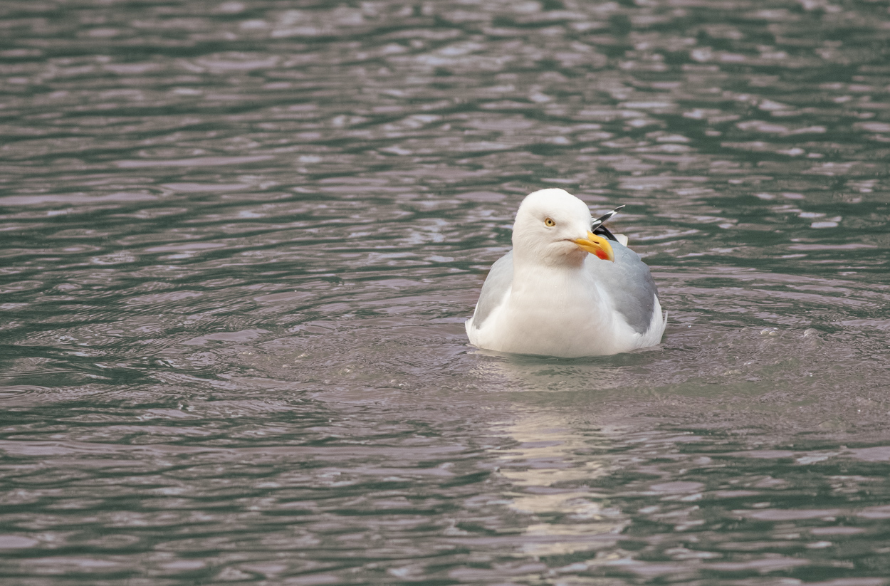 Grey Gull on Grey Water