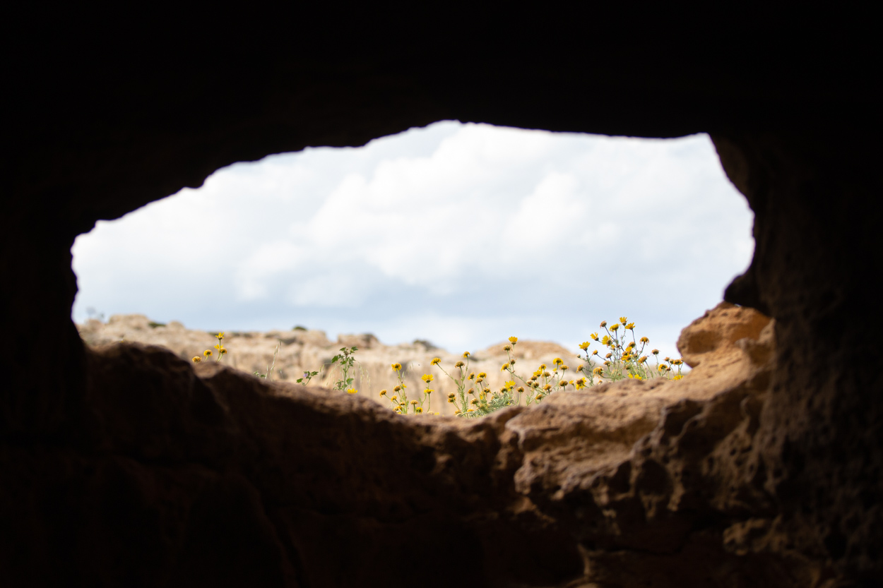 Flowers in the Cave Mouth