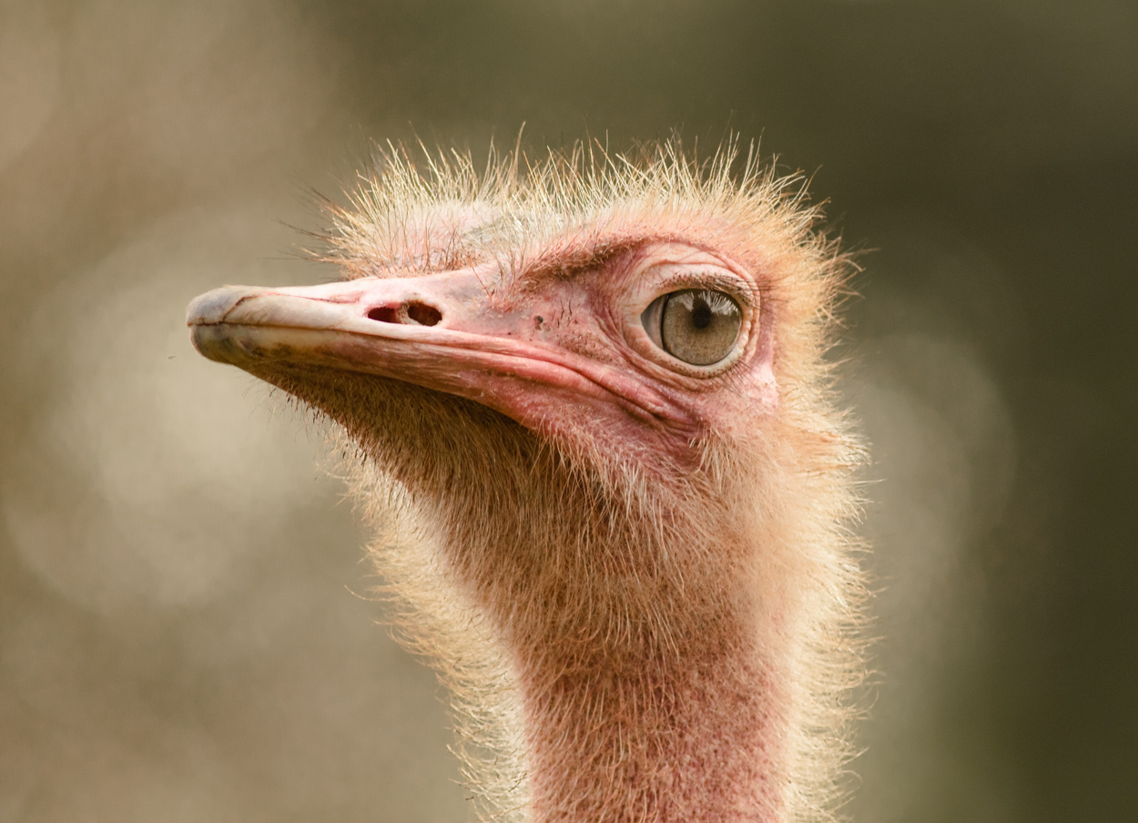 Ostrich Face
