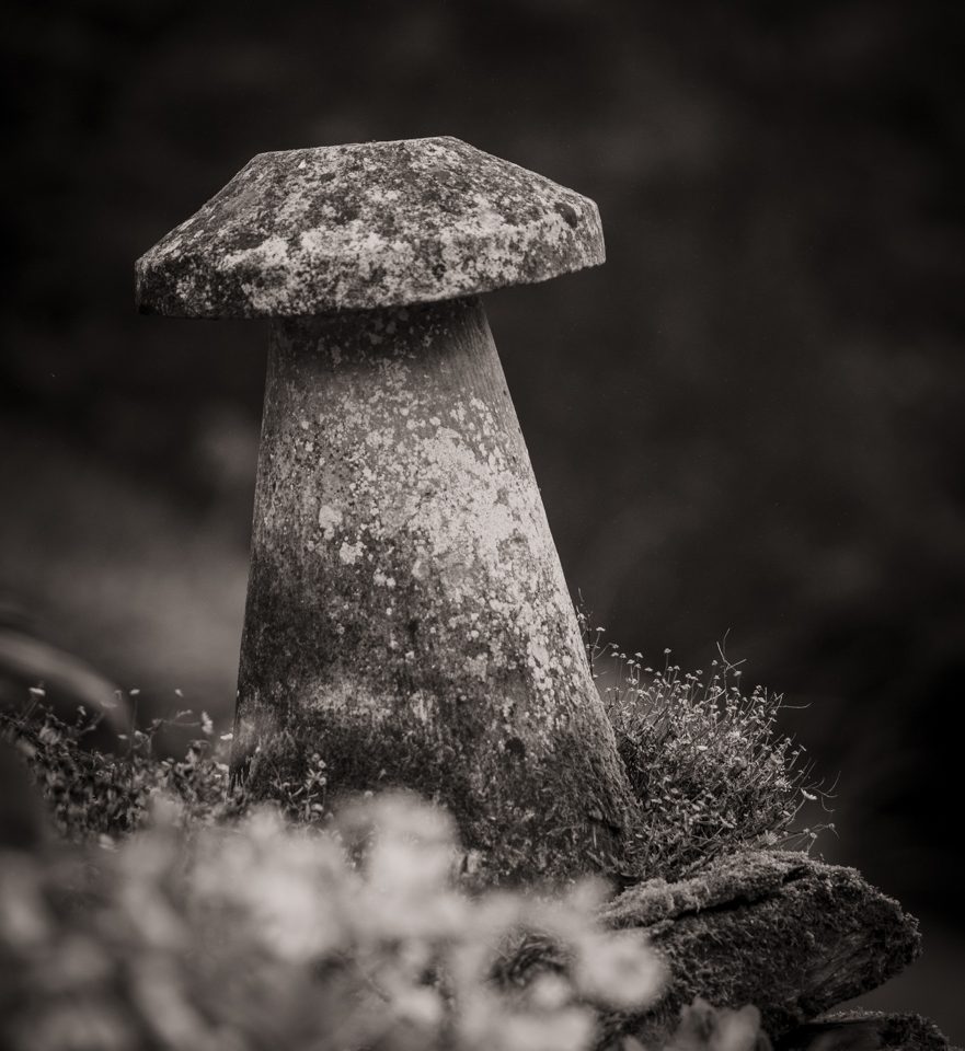 Another Stone Mushroom