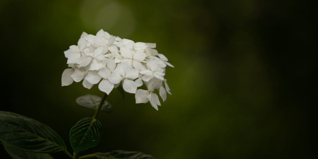 The White Petals