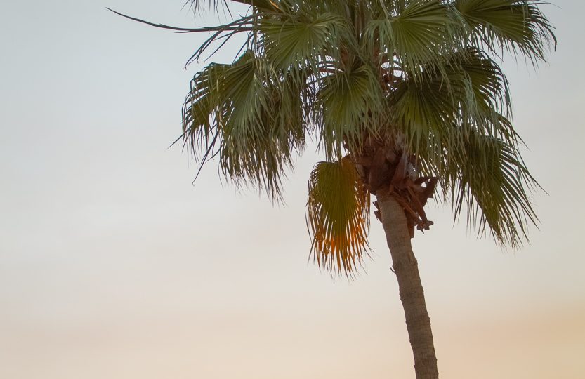 A Scottsdale Palm