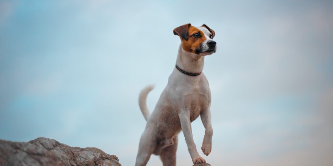 Dog On A Rock