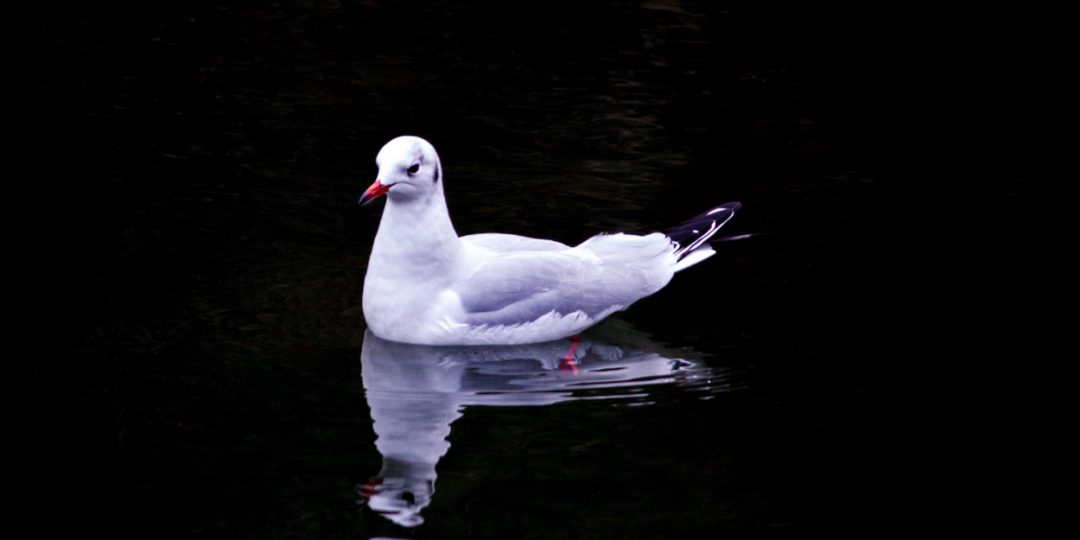White Bird on Black Water