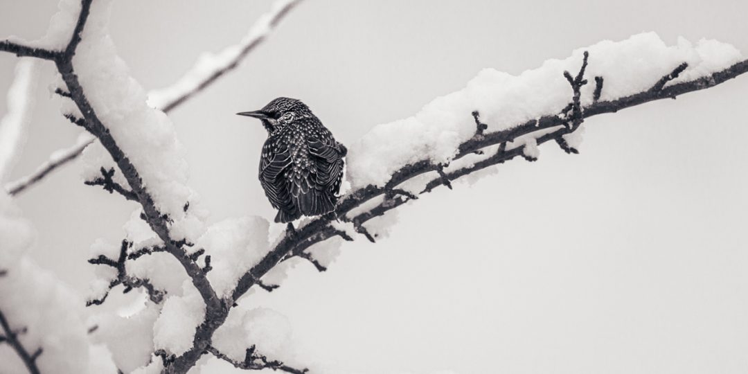 Snow Starling