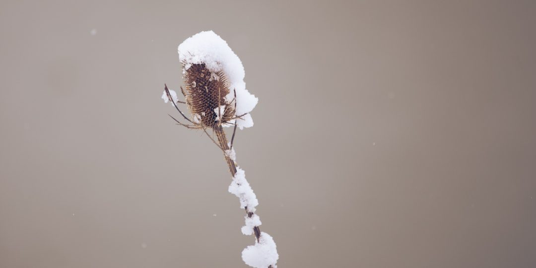 Teasel in the Snow