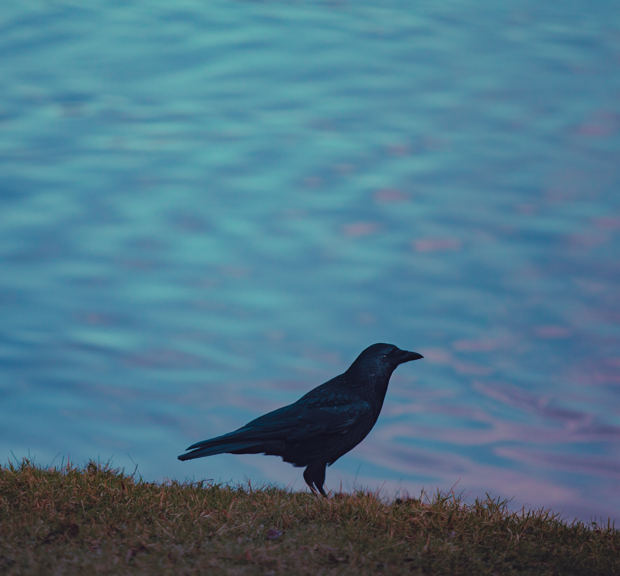 The Crow by the Lake