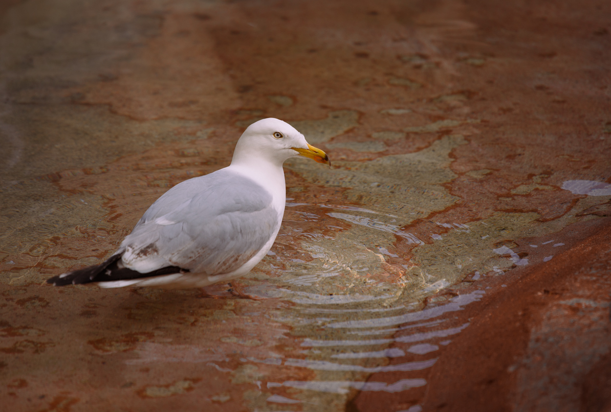 The Gull in the Puddle