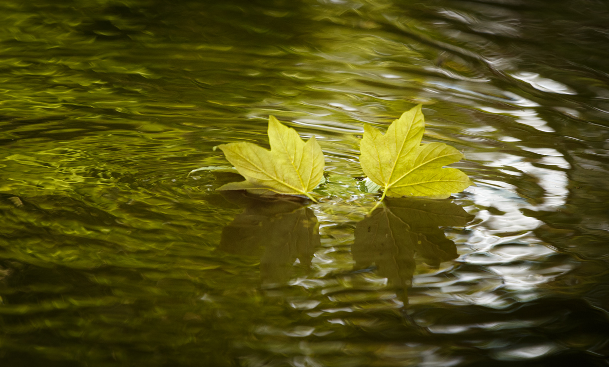 Leaves in Water