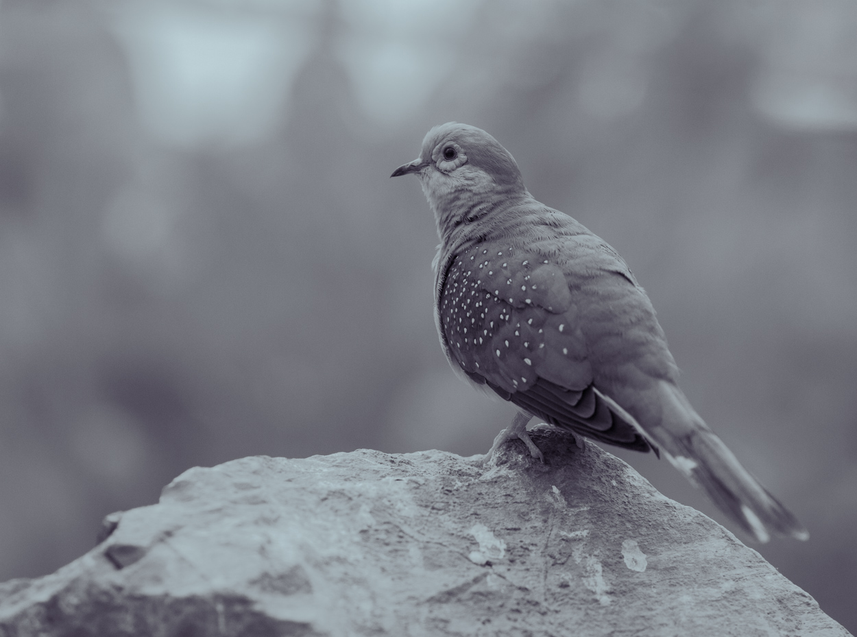 A Spectacled Dove