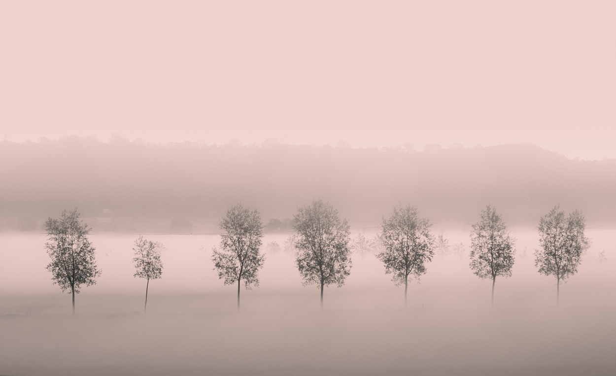 Mystical Tree Fog