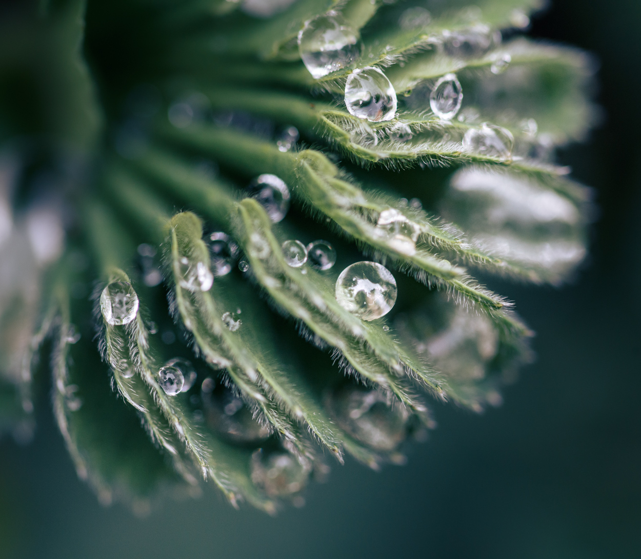 Water Droplets Captured