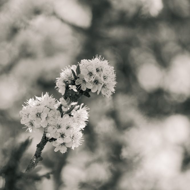 Blossom in Black & White