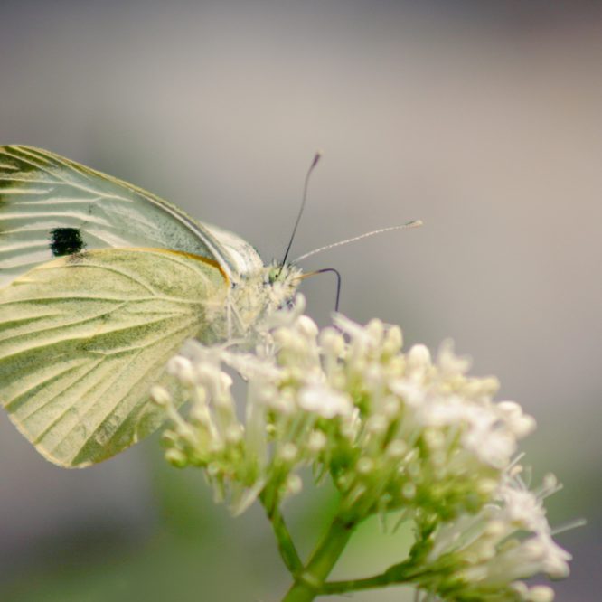 The Cabbage White