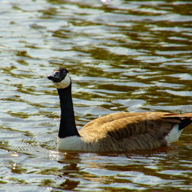 Thames Goose