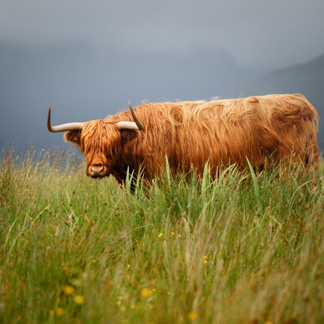 The Ginger Coo