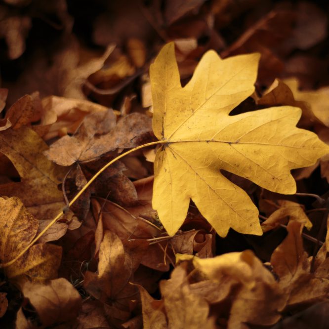 The Yellow Leaf