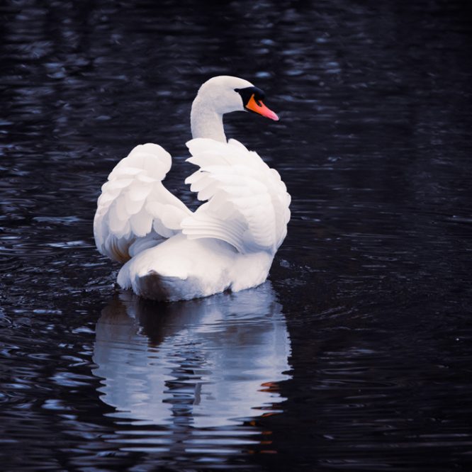 The Winter Swan