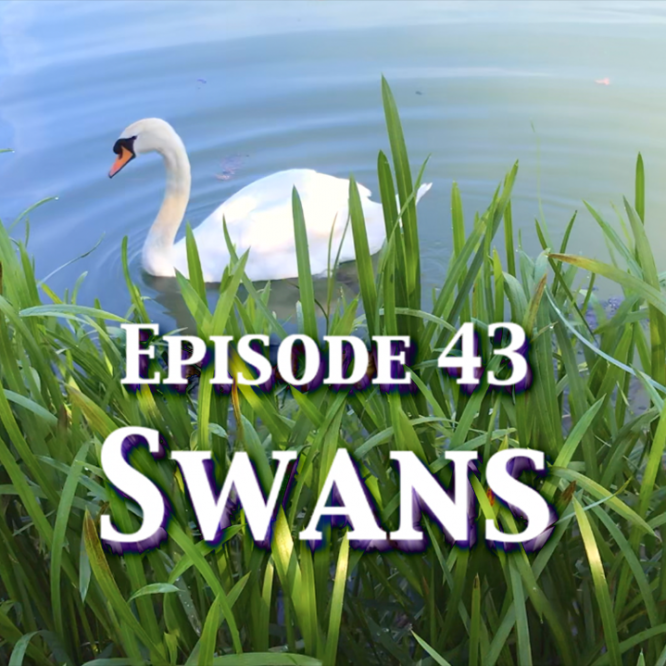 Episode 43 – Swans
