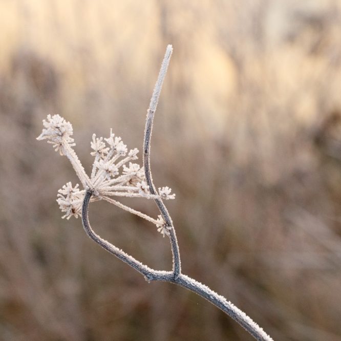 Another Frozen Plant