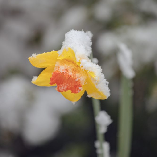 Daffodil in Winter