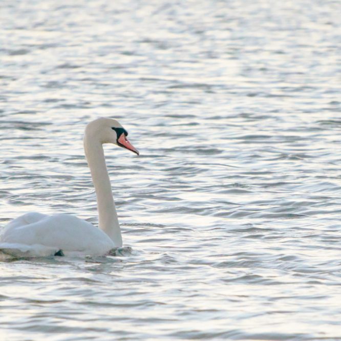 Swan on White Water