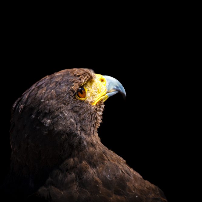 The Sunlit Eagle