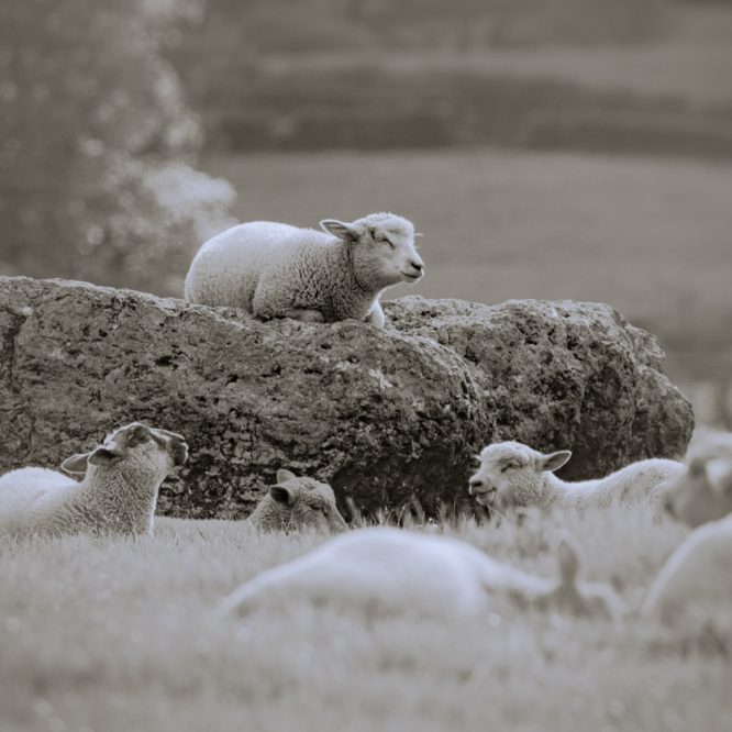 Sheep on the Stone