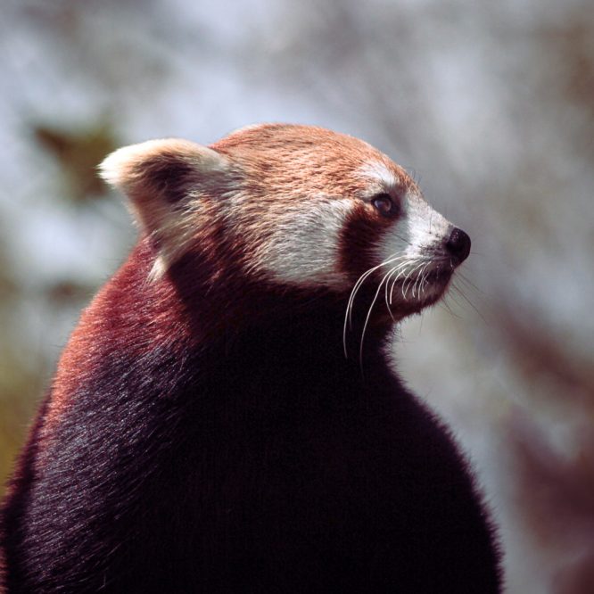 The Red Panda Portrait